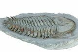 Lower Cambrian Trilobite (Longianda) - Issafen, Morocco #301710-2